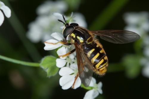 Réf. 203 213 : Chrysotoxum cautum