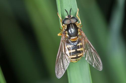 Réf. 203 404 : Chrysotoxum cautum