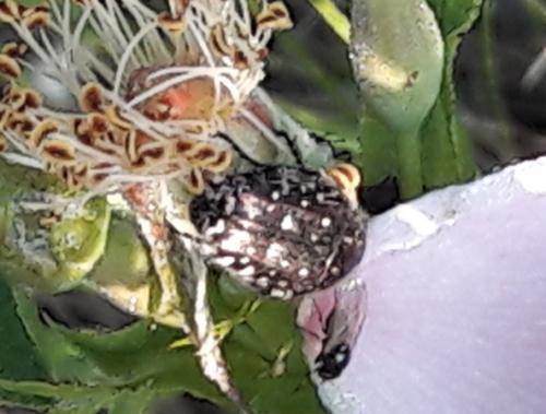Oxythyrea funesta