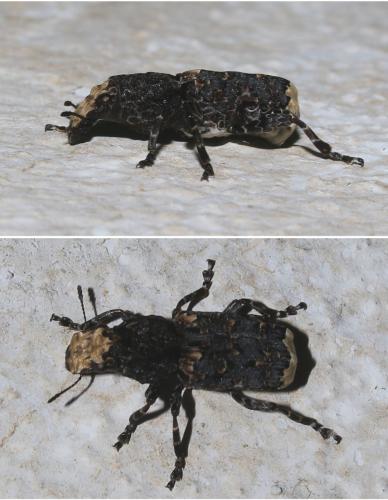 Réf. 203 799 : Platyrhinus resinosus