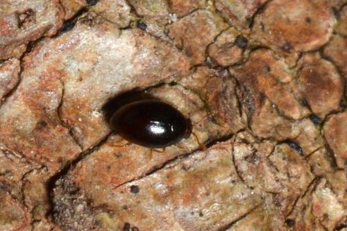 Ephistemus sp.