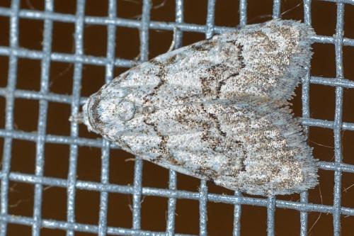 Nola confusalis
