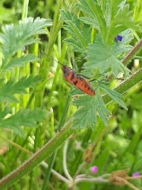 Corizus hyoscyami hyoscyami