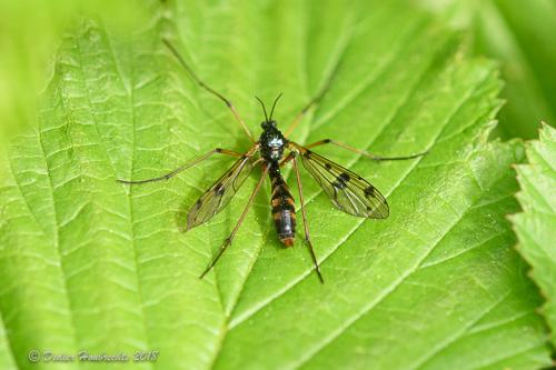 Réf. 203 511 : Ptychoptera contaminata