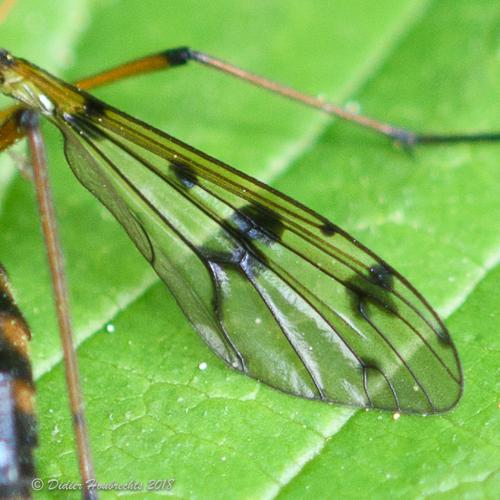 Ptychoptera contaminata