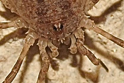 Oligolophinae