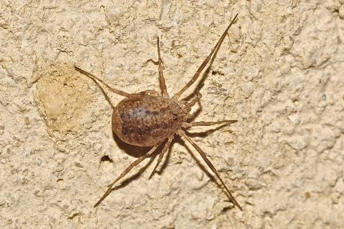Oligolophinae