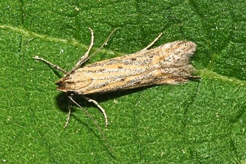 Réf. 203 840 : Metzneria sp.