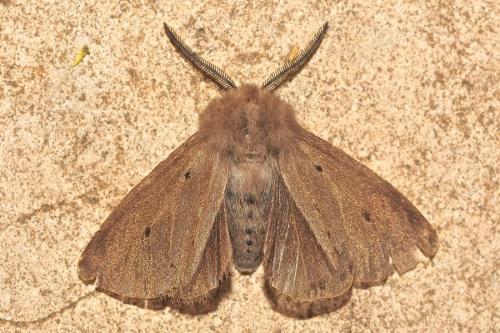 Diaphora mendica