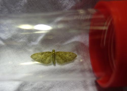 Eupithecia abbreviata