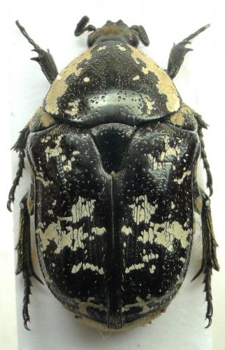 Xeloma burmeisteri