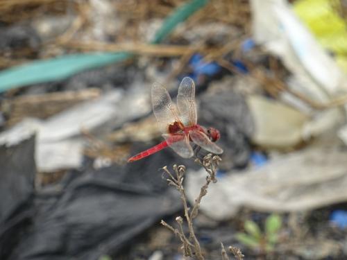 Réf. 203 253 : Urothemis assignata