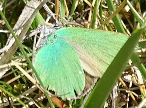 Réf. 203 261 : Callophrys rubi