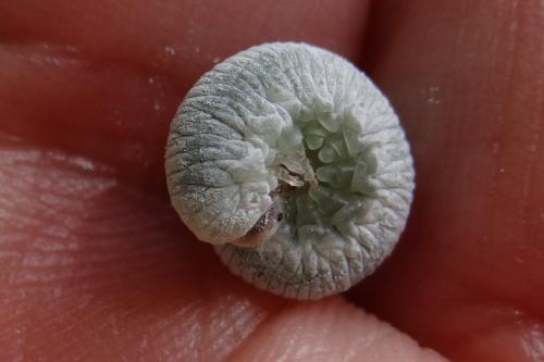 Réf. 203 455 : Apethymus filiformis