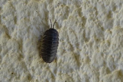 Armadillidium depressum