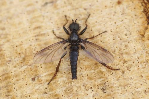 Réf. 203 552 : Bibio lanigerus