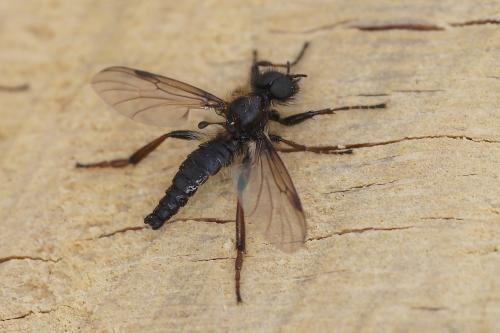 Réf. 203 562 : Bibio lanigerus