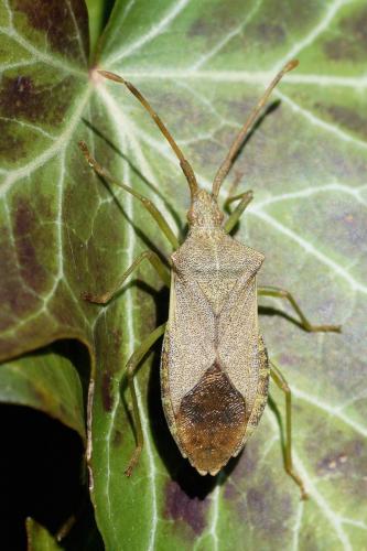 Gonocerus acuteangulatus