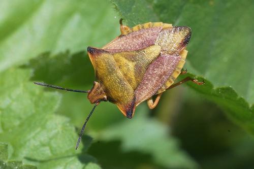 Réf. 203 418 : Carpocoris mediterraneus atlanticus