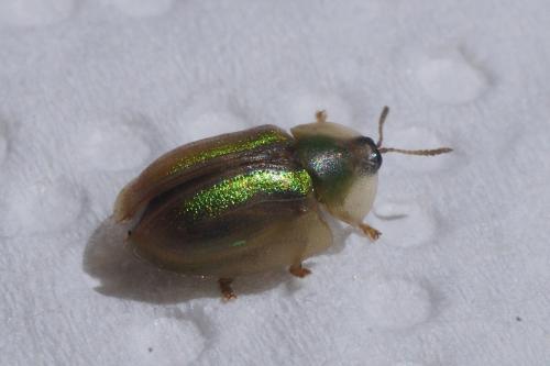 Réf. 203 382 : Cassida vittata