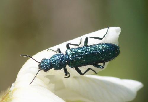 Réf. 203 640 : Psilothrix viridicoerulea