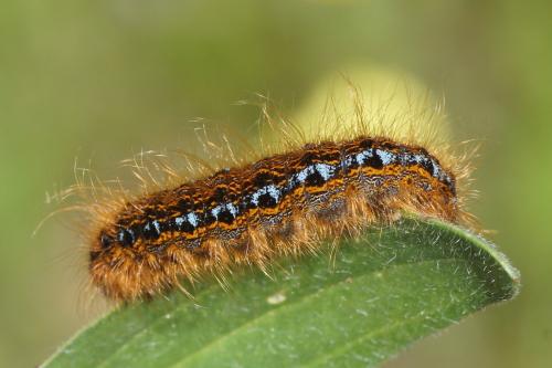 Malacosoma franconica