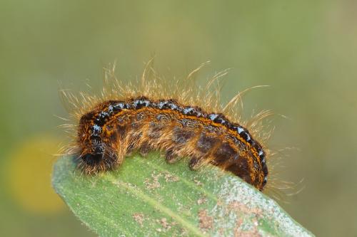 Malacosoma franconica
