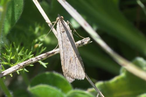 Nomophila noctuella