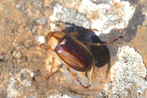 Rhizotrogus maculicollis