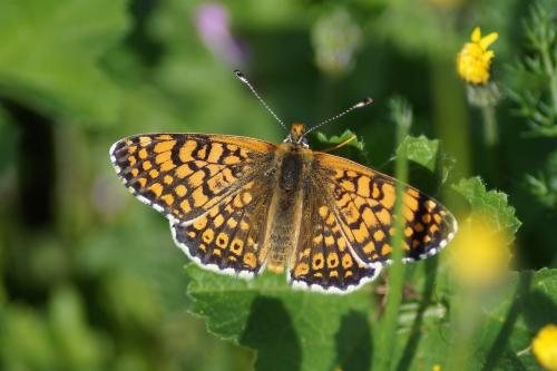Réf. 203 416 : Melitaea cinxia