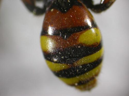 Nomada bifasciata