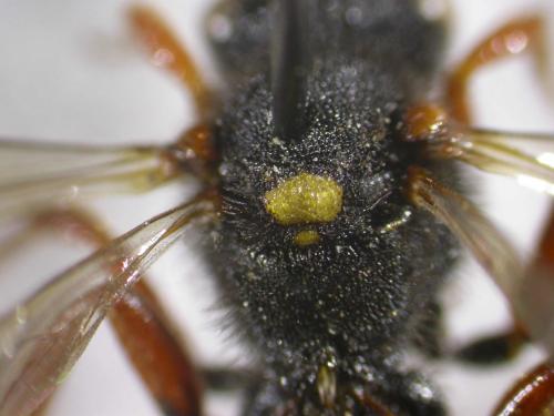 Nomada bifasciata