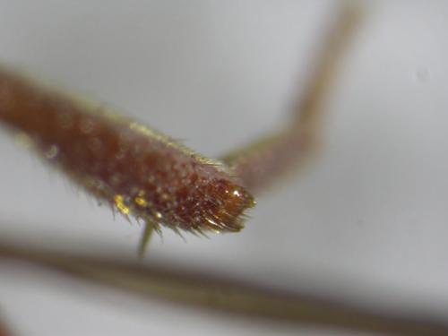 Nomada bifasciata