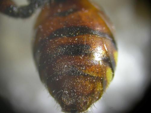 Nomada bifasciata