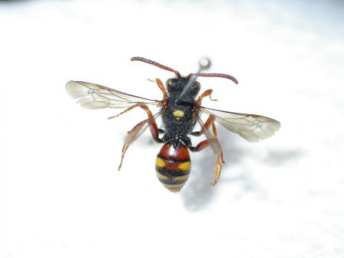 Nomada bifasciata