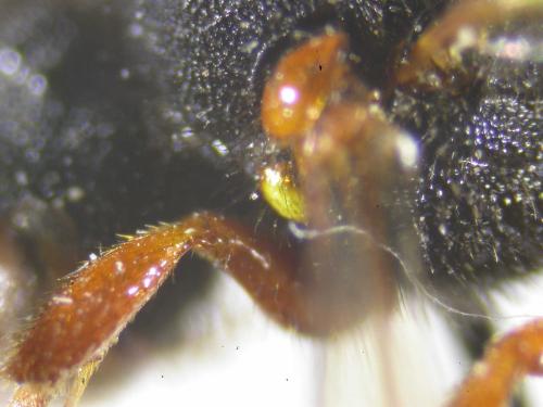 Nomada bifasciata