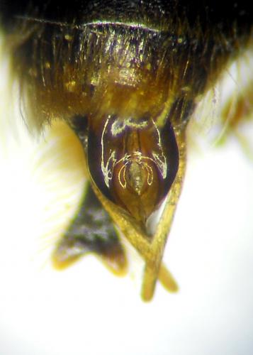 Réf. 203 543 : Andrena bucephala