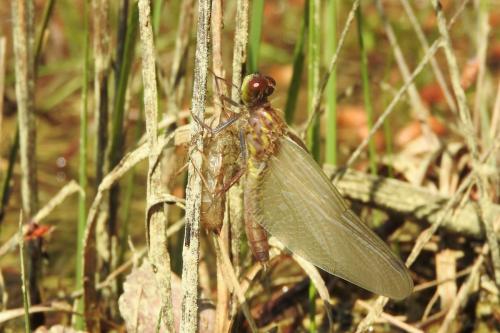 Réf. 203 864 : Leucorrhinia albifrons