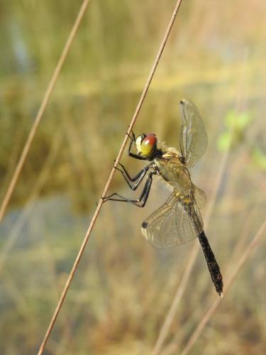 Leucorrhinia albifrons