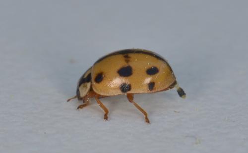 Adalia conglomerata
