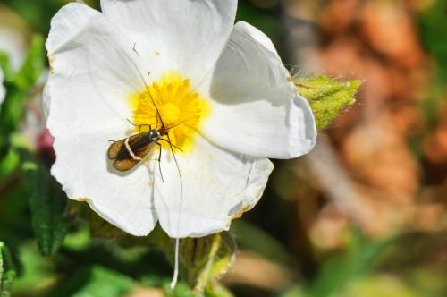 Adela australis