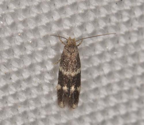 Elachista freyerella