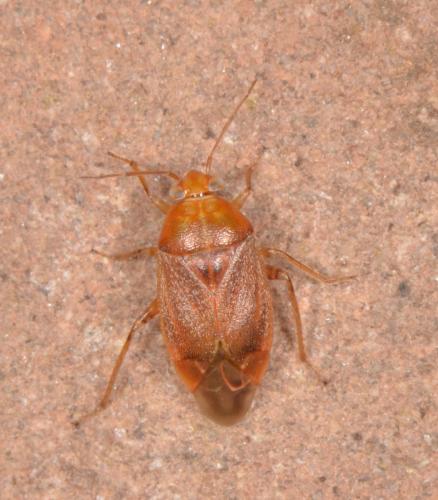 Réf. 203 731 : Agnocoris sp.