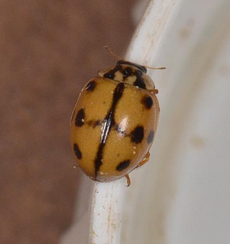 Adalia conglomerata