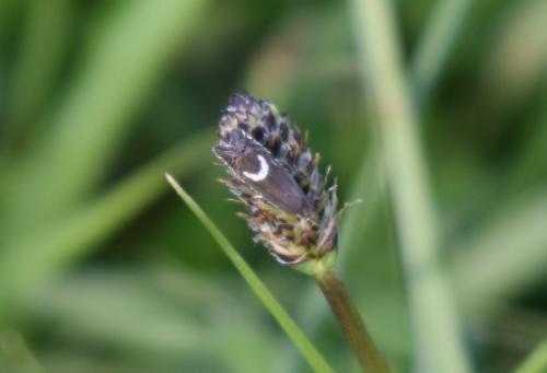 Réf. 203 121 : Grapholita (lunulana-orobana)