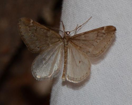 Alsophila aescularia