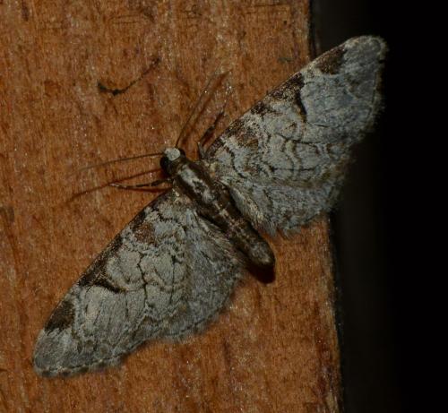 Réf. 203 833 : Eupithecia insigniata