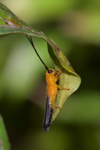 Oberea sp.