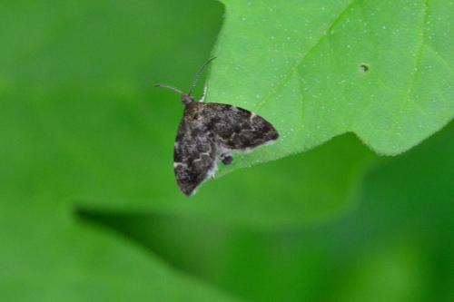 Anthophila fabriciana