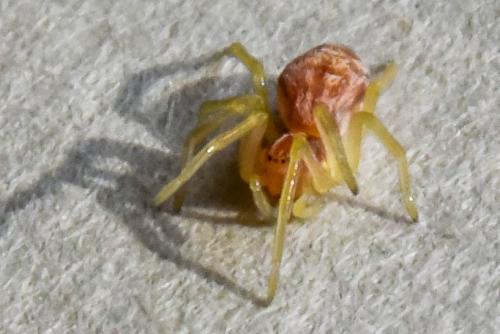Nigma flavescens